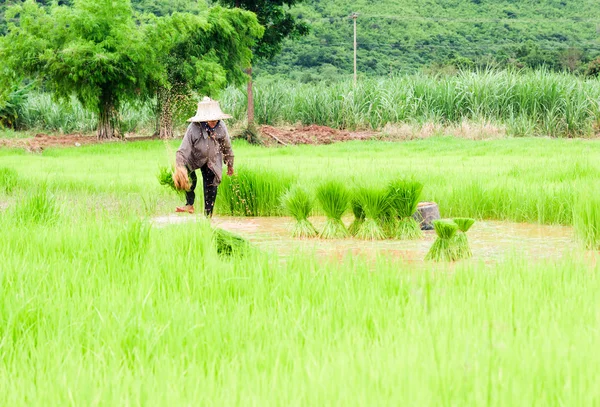 Bauern entfernen Setzlinge zum Pflanzen von Reis, traditionellen thailändischen Pflanzen — Stockfoto