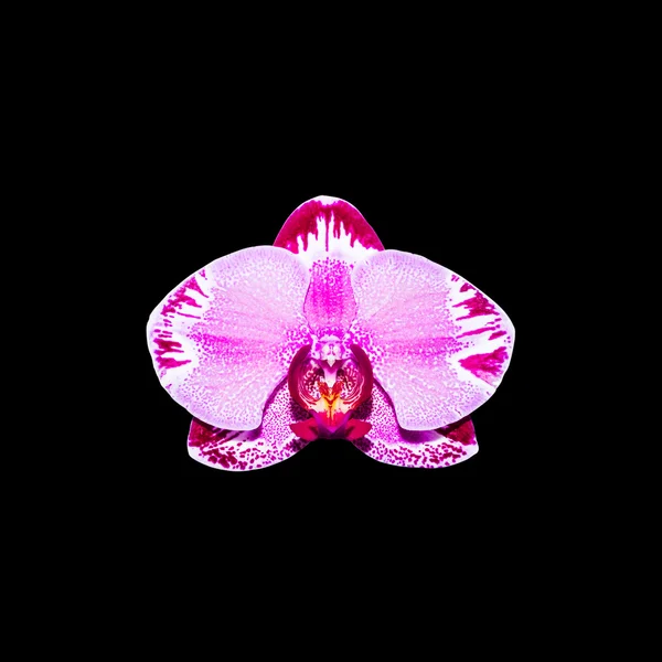 Purple orchid isolated on black background with clipping path — Stock Photo, Image