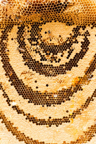 Zoete honingraten met honing — Stockfoto