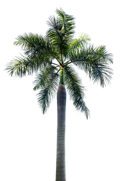 Palma isolata su sfondo bianco — Foto Stock