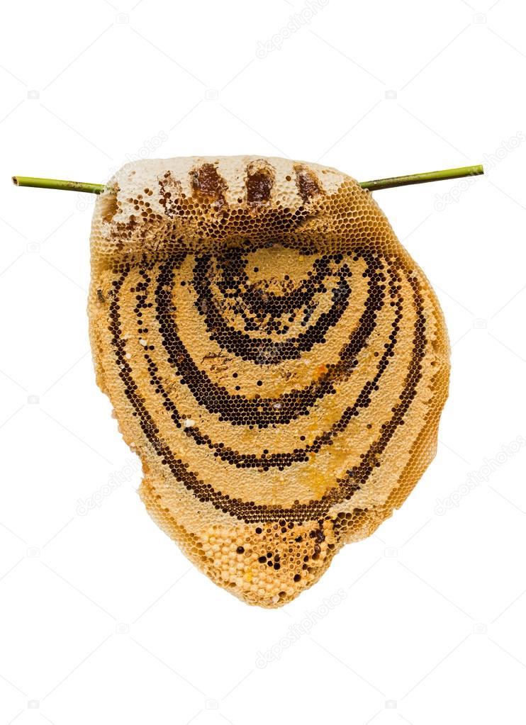 honeycomb with honey and bee on bamboo branch, isolated on white