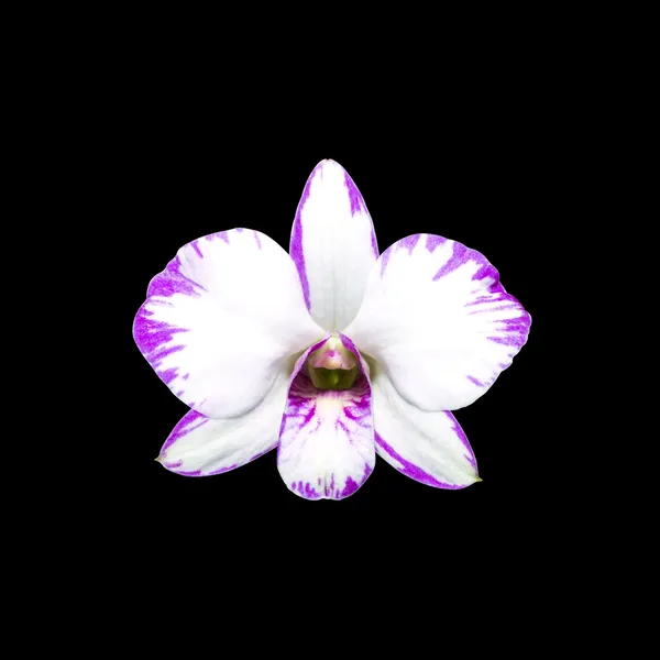 Fekete háttér Vágógörbe elszigetelt fehér orchidea — Stock Fotó