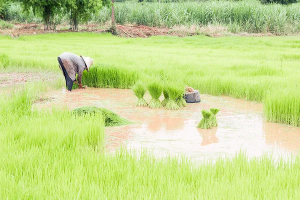 Agricultores eliminación de plántulas a la plantación de arroz, Tradicional tailandés s —  Fotos de Stock