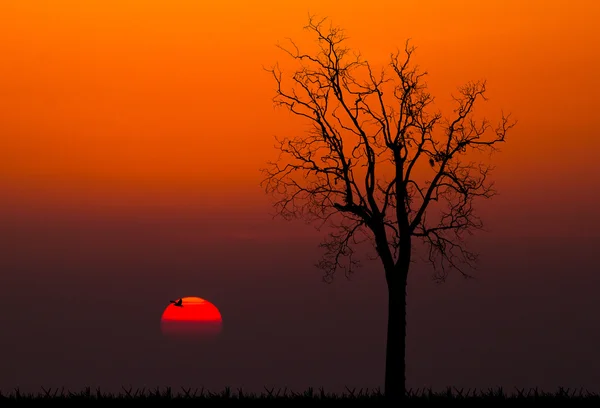 Siluetas del árbol muerto contra el fondo del atardecer — Foto de Stock