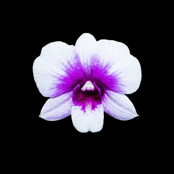 White orchid isolated on black background with clipping path — Stock Photo, Image