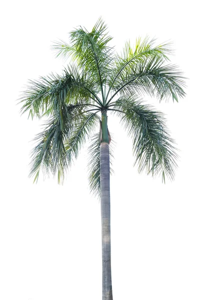 Palmera aislada sobre fondo blanco —  Fotos de Stock