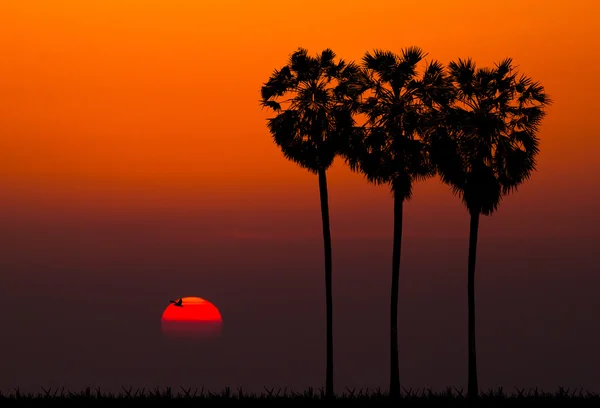 Силуэты пальмы на фоне заката — стоковое фото