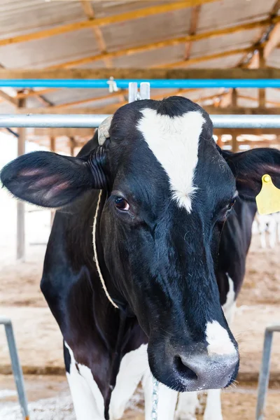 Milch cows during milking in farm — Stock Photo, Image