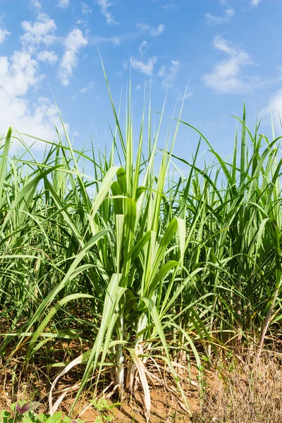 Sugarcane and blue sky background — Stock Photo, Image