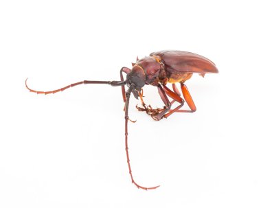 Beyaz arka plan üzerinde izole hindistancevizi böceği