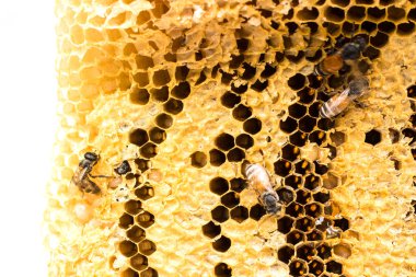 Tatlı ballı bal petekleri, beyazda izole edilmiş