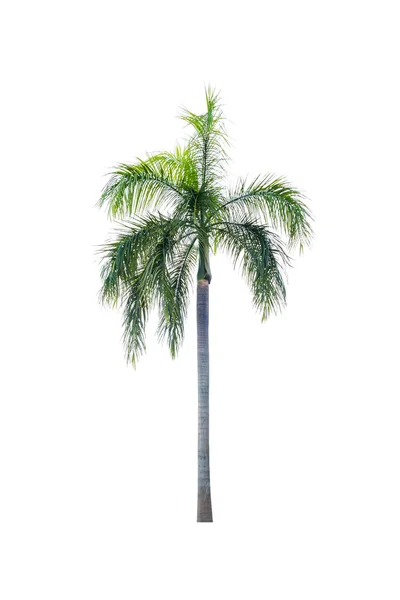 Palmera aislada sobre fondo blanco — Foto de Stock