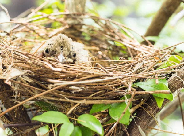 Bébé oiseau dans un nid sur arbre — Photo