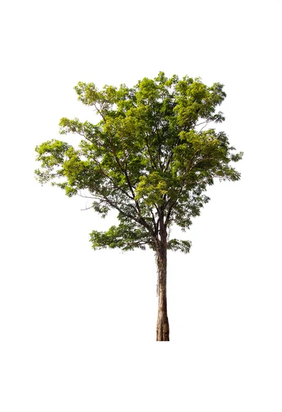 Albero verde su sfondo bianco — Foto Stock