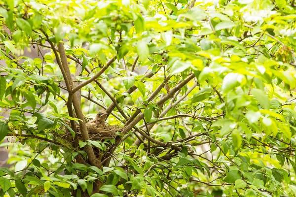 Bébé oiseau dans un nid sur arbre — Photo