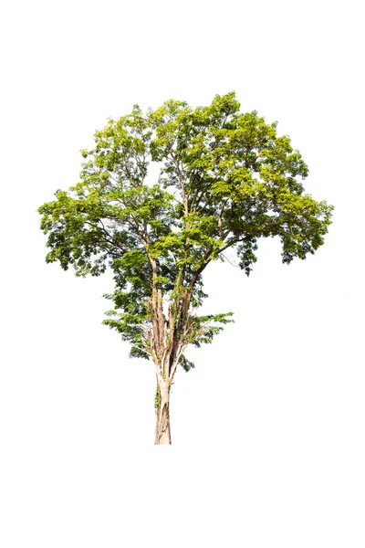 Grüner Baum auf weißem Hintergrund — Stockfoto