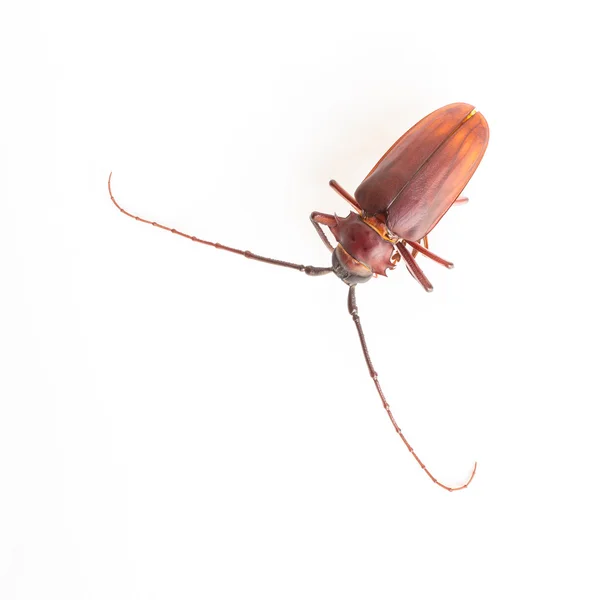 Coconut beetle isolated on white background — Stock Photo, Image