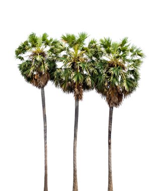Beyaz arkaplanda izole edilmiş palmiye ağacı