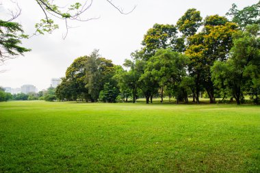 büyük kent park alanında yeşil çimen