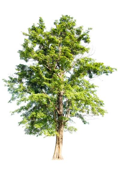 Albero verde su sfondo bianco — Foto Stock