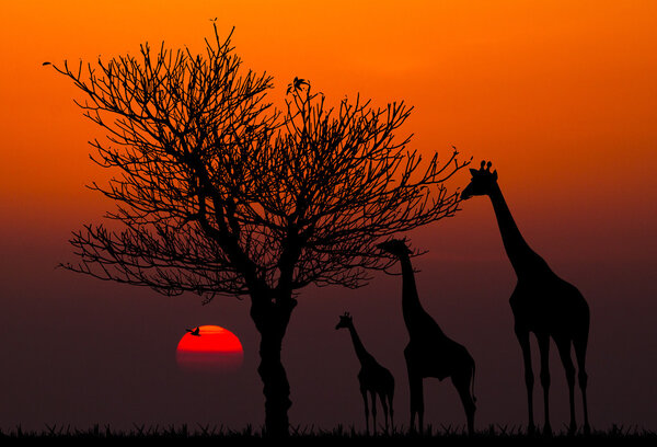 silhouettes of Giraffes and dead tree against sunset background