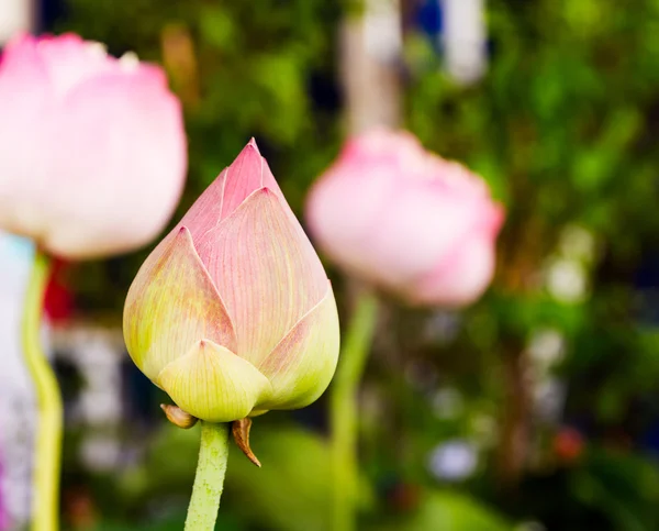 Pink lotus against green leaves background — Stock Photo, Image