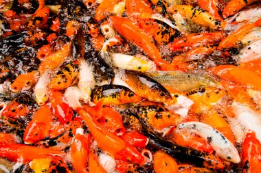 beslenme çılgınlığı renkli carps yüzeyler