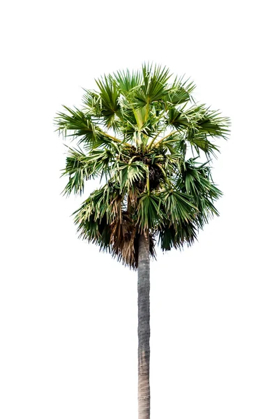 Palmy izolované na bílém pozadí — Stock fotografie