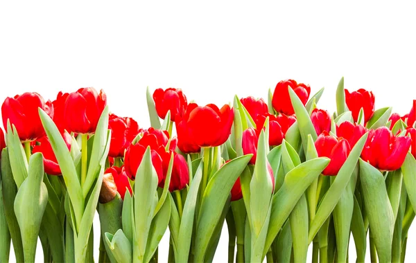 Red tulips isolated on white background with clipping path — Stock Photo, Image