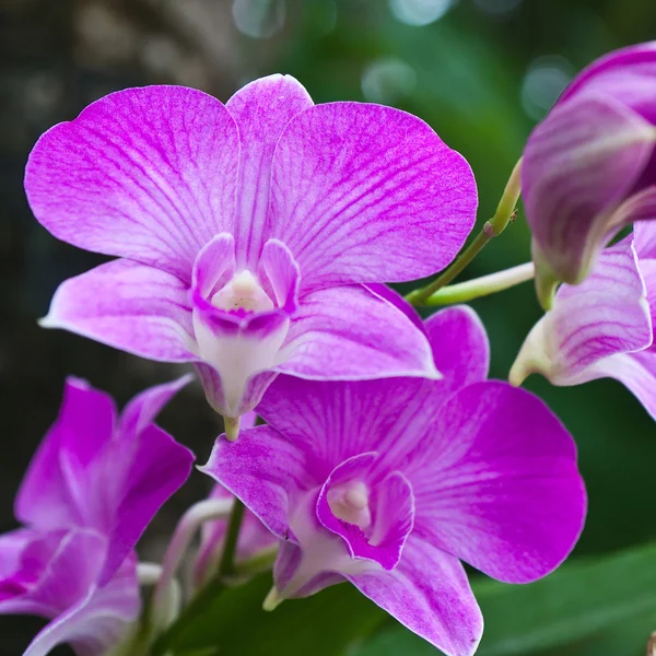 Beautiful purple orchid on green leaf background. — Stock Photo, Image