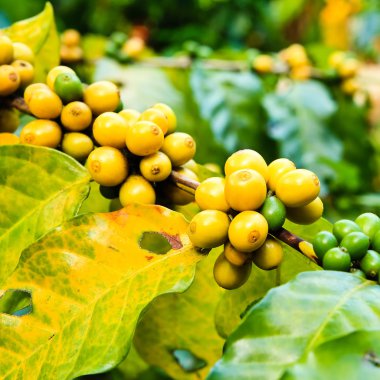 kahve çekirdekleri çiftlik ağaç üzerinde