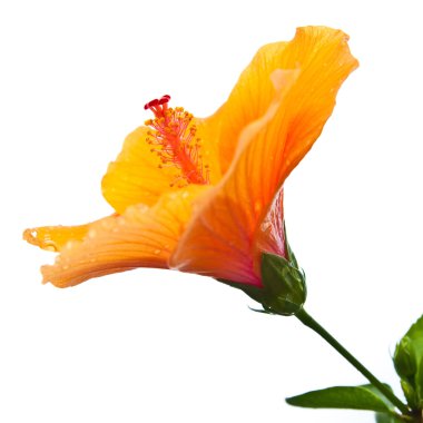 ebegümeci, tropikal çiçek izole beyaz zemin üzerine.