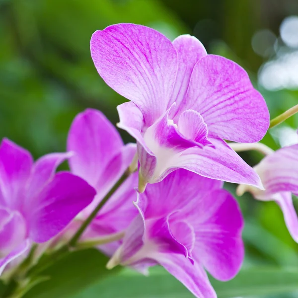 Красивая фиолетовая орхидея на зеленом фоне . — стоковое фото