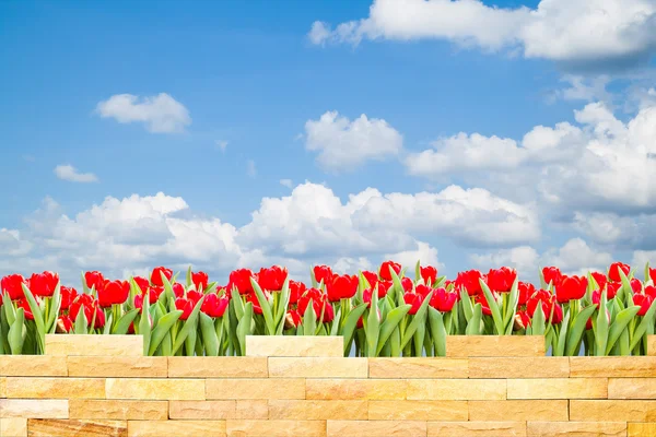 Brick wall with beautiful red tulips behind and blue sky backgro — Stock Photo, Image