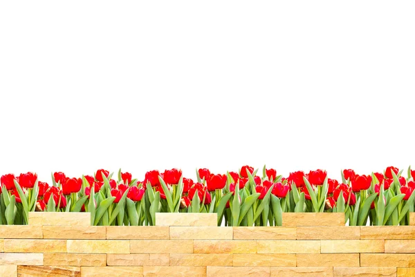 Brick wall with beautiful red tulips behind and white background — Stock Photo, Image