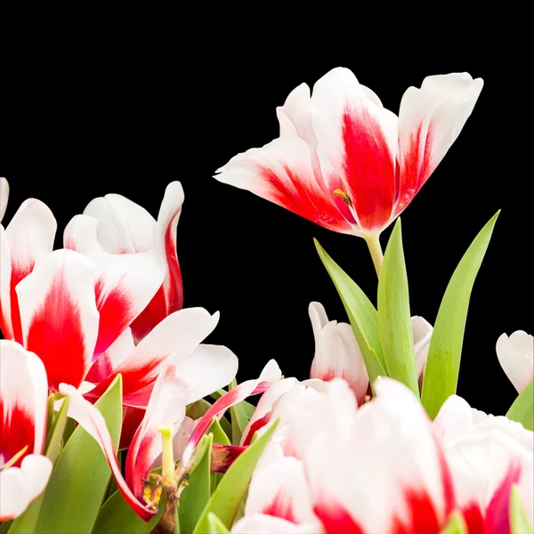 Colorful tulips isolated on black background with clipping path — Stock Photo, Image