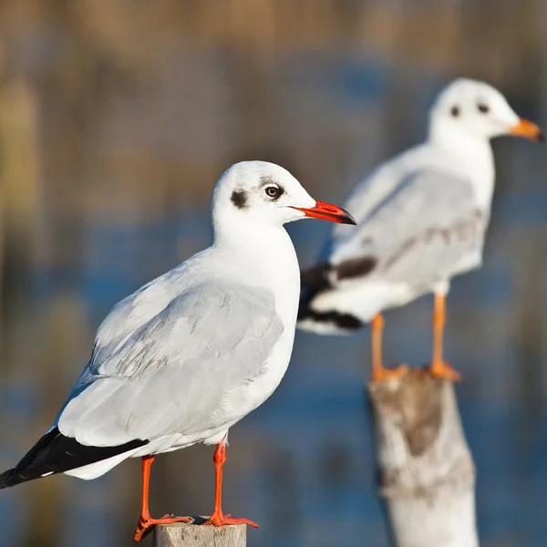 Gaivota no velho pilar de madeira — Fotografia de Stock