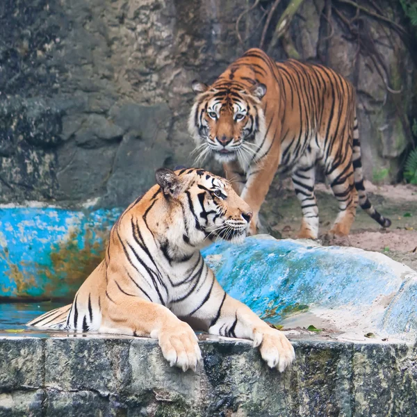 Sumatran tiger — Stock Photo, Image