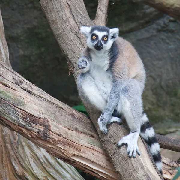 Krásné lemur — Stock fotografie