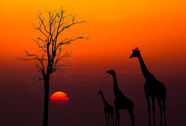 Silhuetas de girafas e árvore morta contra o pôr do sol fundo — Fotografia de Stock