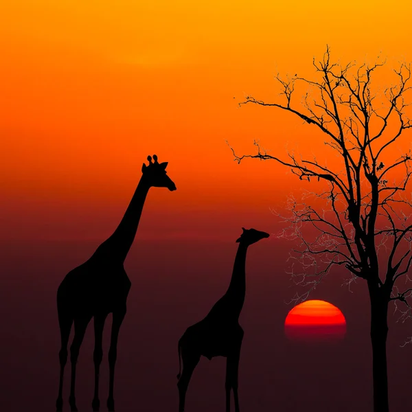Silhuetas de girafas e árvore morta contra o pôr do sol fundo — Fotografia de Stock