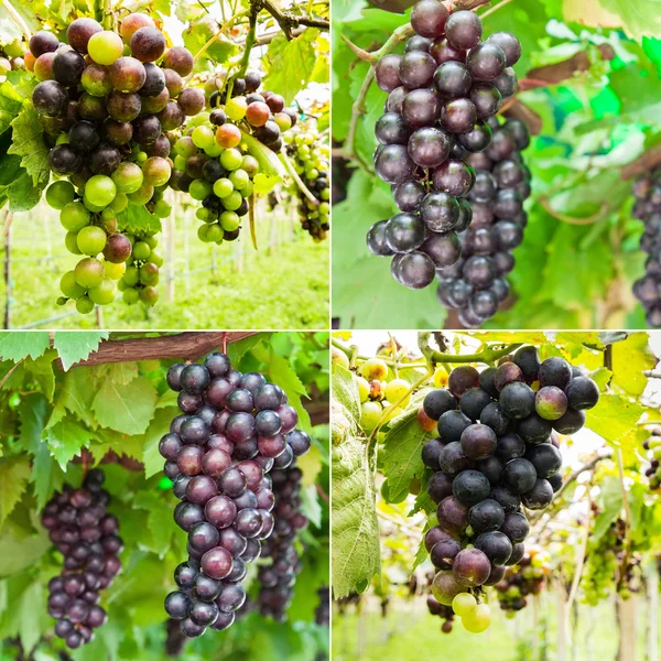 Collectie van de rijping van de druif clusters op de wijnstok — Stockfoto