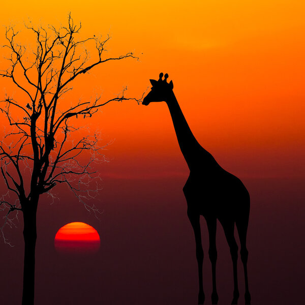 Silhouettes of Giraffes and dead tree against sunset background