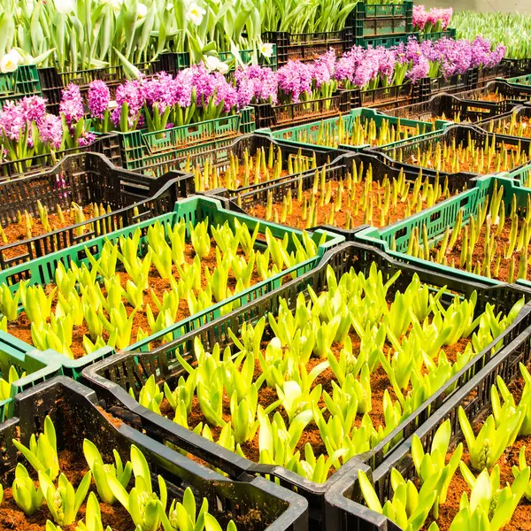 Kleine planten voor tulip in een tuin — Stockfoto