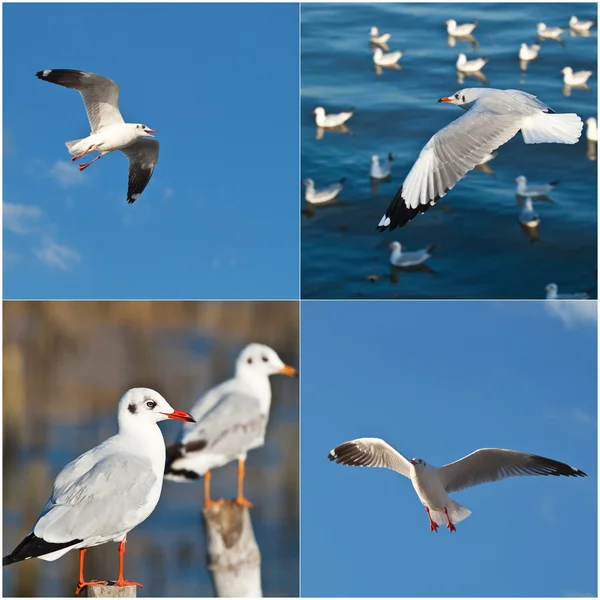 Collectie van meeuwen — Stockfoto