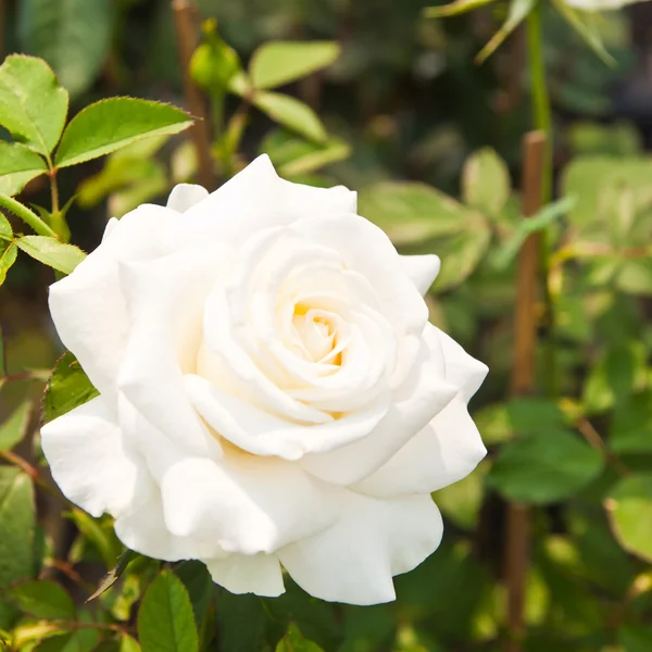 Schöne weiße Rosen am Baum — Stockfoto