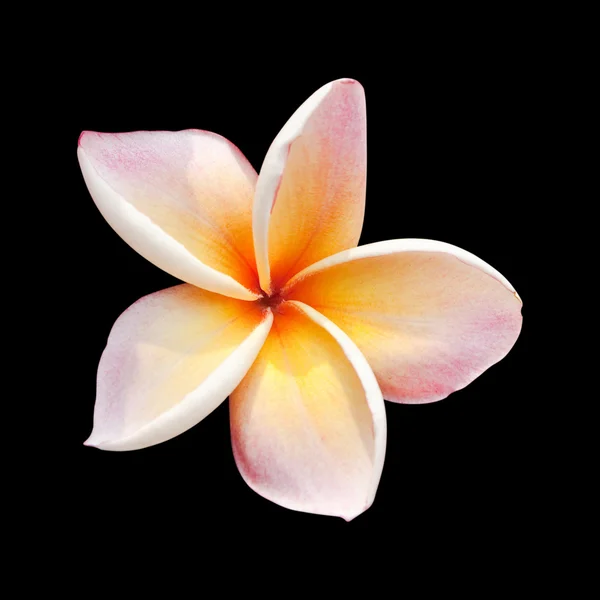 Plumeria flower isolated on black background with clipping path — Stock Photo, Image