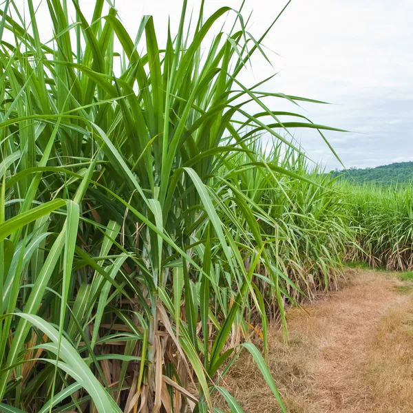 Cana de açúcar e estrada para a planta . — Fotografia de Stock