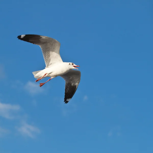 Seagull in blue sky background — Stock Photo, Image