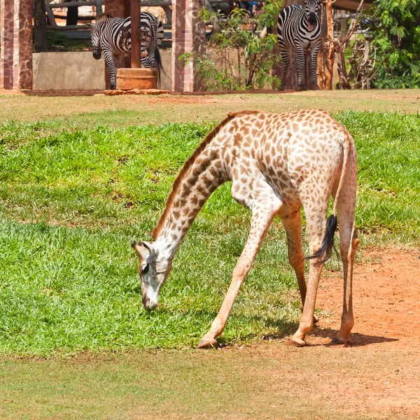 Giraffe eat grass — Stock Photo, Image